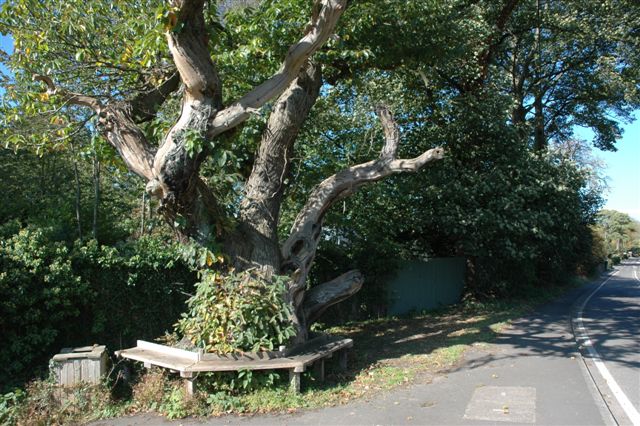 Nether Alderley Tree