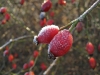 Nether Alderley | Frosty Morning