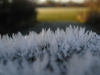 Nether Alderley | Frosty Morning