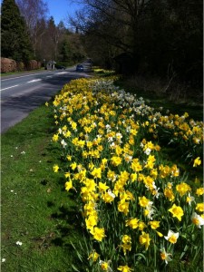 Daffodils 5