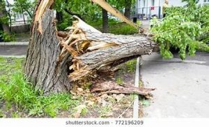 Fallen tree