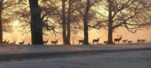 Tatton Park