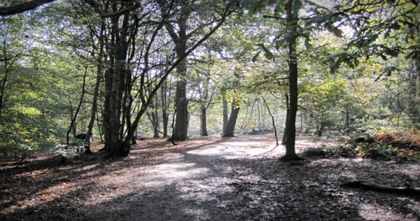 Nether Alderley Woods | Cheshire UK